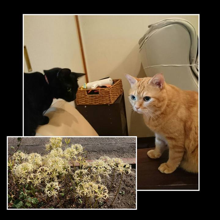 E5dc7cb0 25b6 4494 84b5 ee2b13881cea 1537315337981