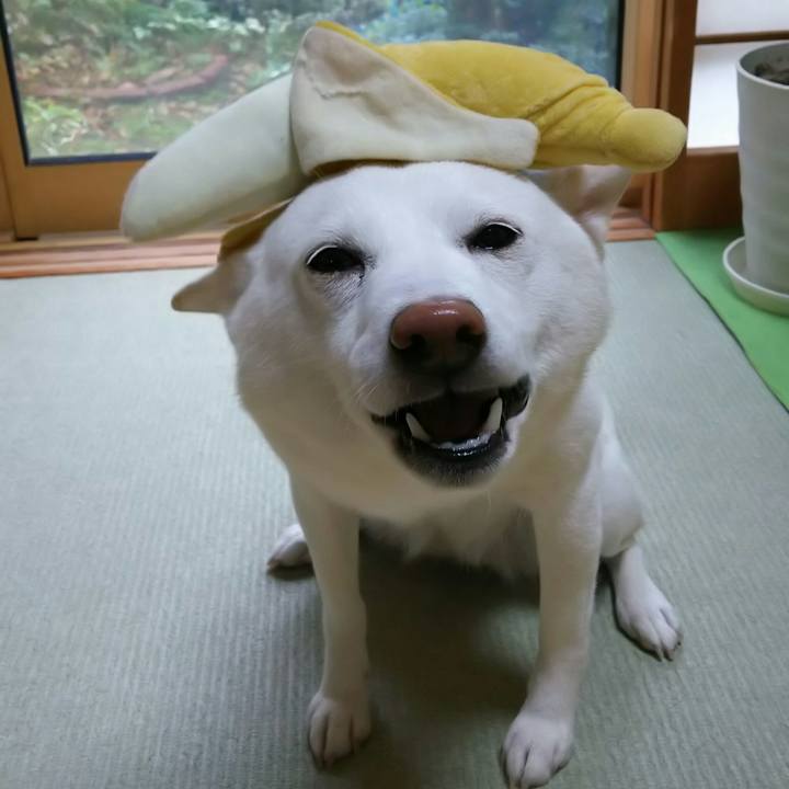 E5dcd109 96b8 43f7 a523 1b3bae8d8949 1542071776593