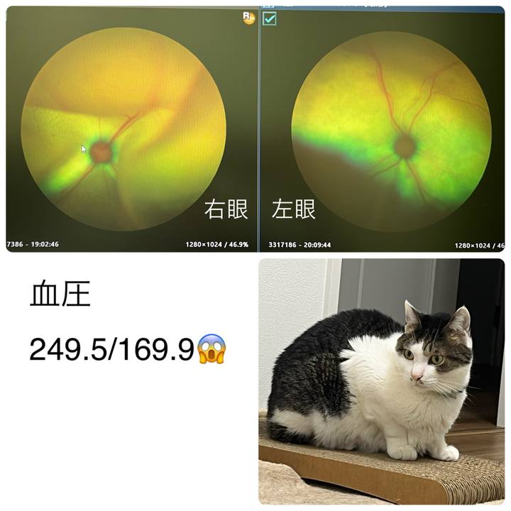 E5dd74f5 59bd 4c24 8950 7a044b9578cc 1777381751543