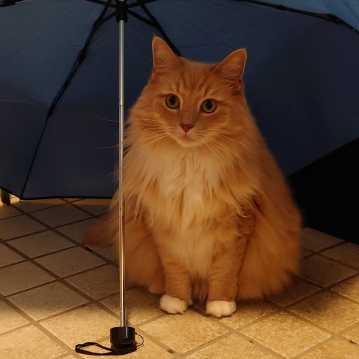 E5e13a4a 201d 43ee b3ba 6c2a532bad0d 1593516420740