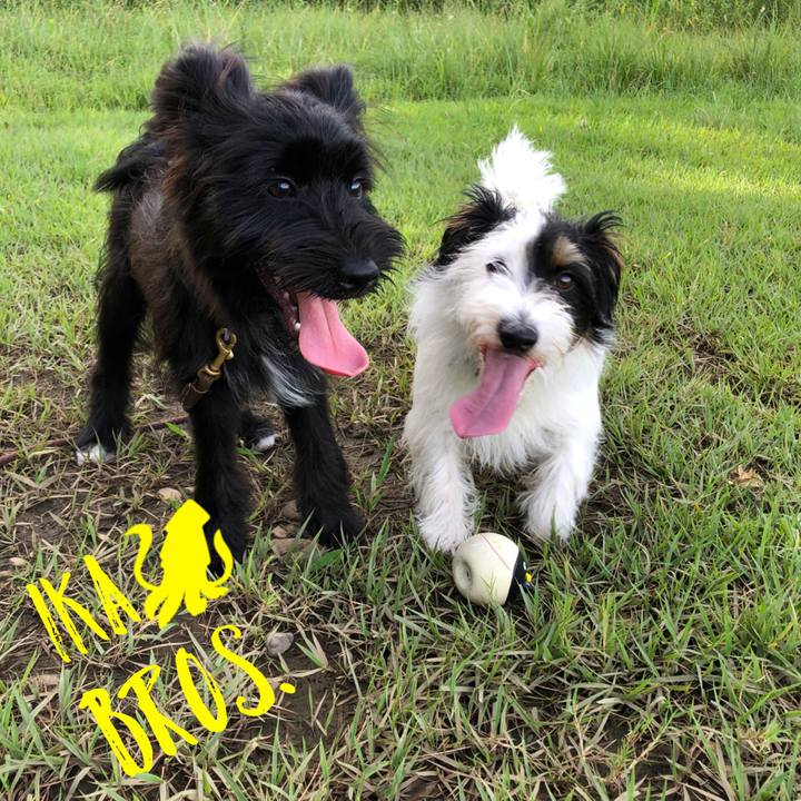 E5e31521 30a3 4ebc 86fa ad6dd6cab0aa 1537224120482