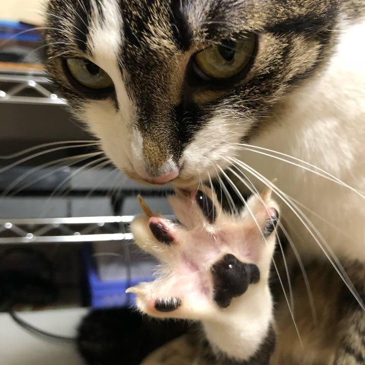 E5e3a883 c060 4f53 99fc 4f717f02372b 1527796082934