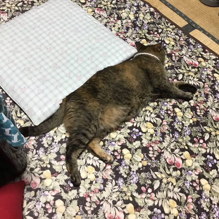 E5e6481a e970 4632 a5d9 29b880f2127e 1749899573413