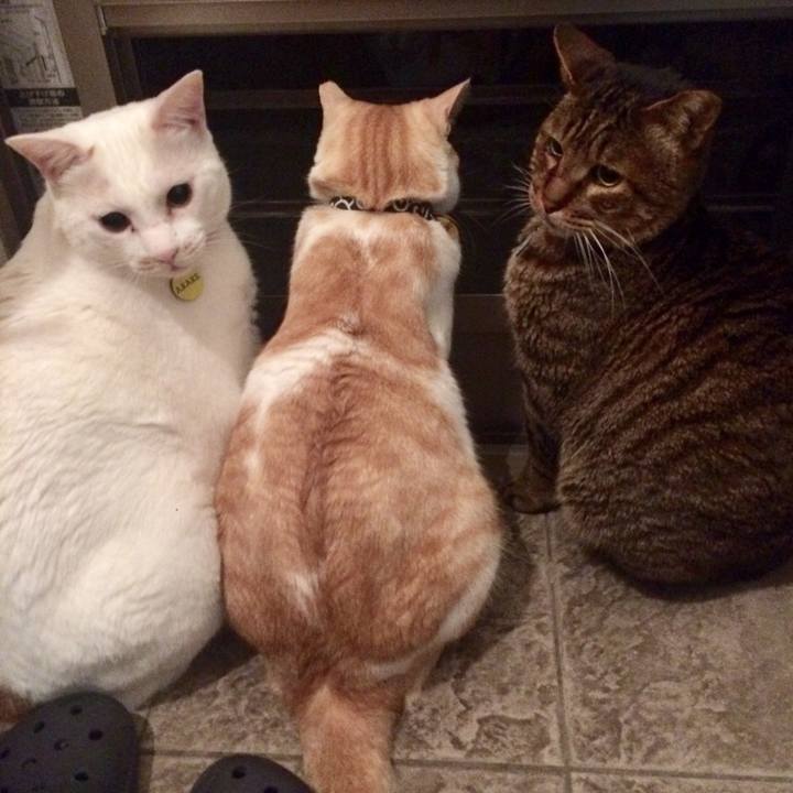 E5e74008 b9c5 4888 a3d1 93b2ab43ebb8 1537453889987