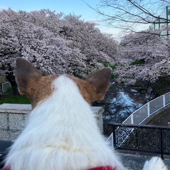 E5e78b5c 0441 4b2e 93ed 7862aab9d0f6 1680132419362