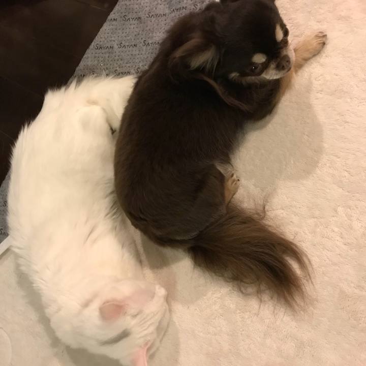 E5e82a0d accf 4908 bca2 46fedf3530b1 1514202423938