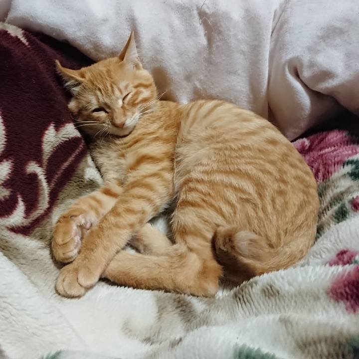 E5e8d5e9 938f 4147 a4d1 2c0f2fe562f5 1634040701503