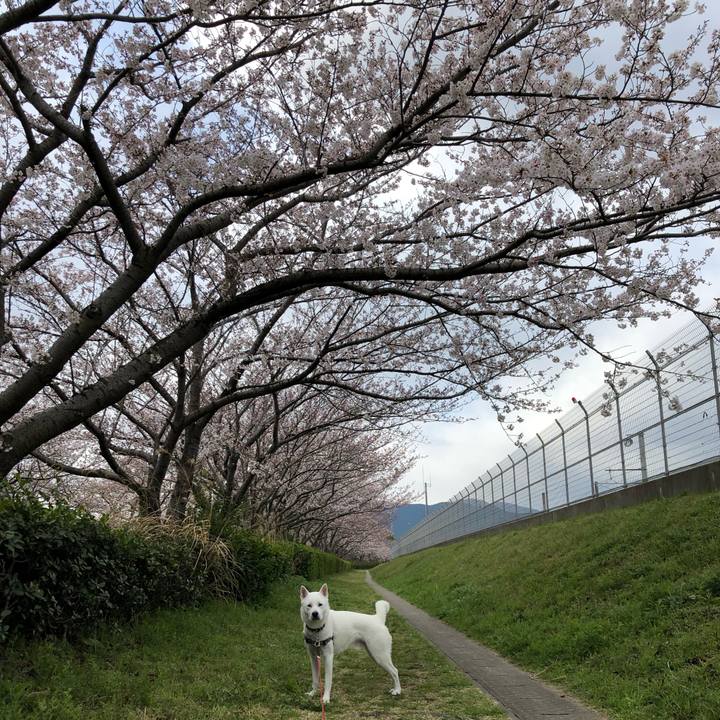 E5eaa5bb ca2c 4181 8bf6 fd30ac45761e 1554075662772