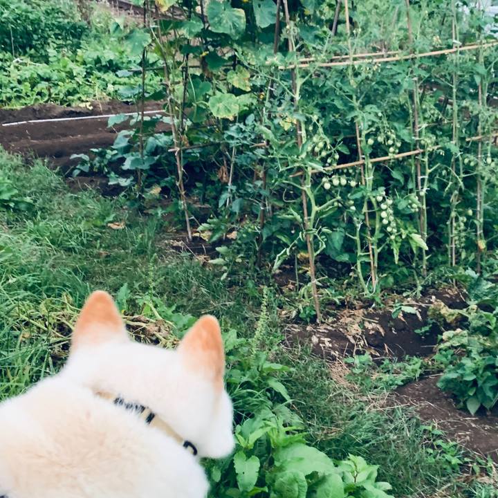 E5eb99c0 9257 4112 9ecd 3e6de828131a 1596573508069