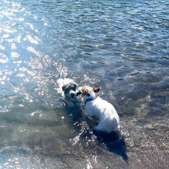 E5ee4dd6 2354 420f 8c45 f118db2c5fbb 1762272575072