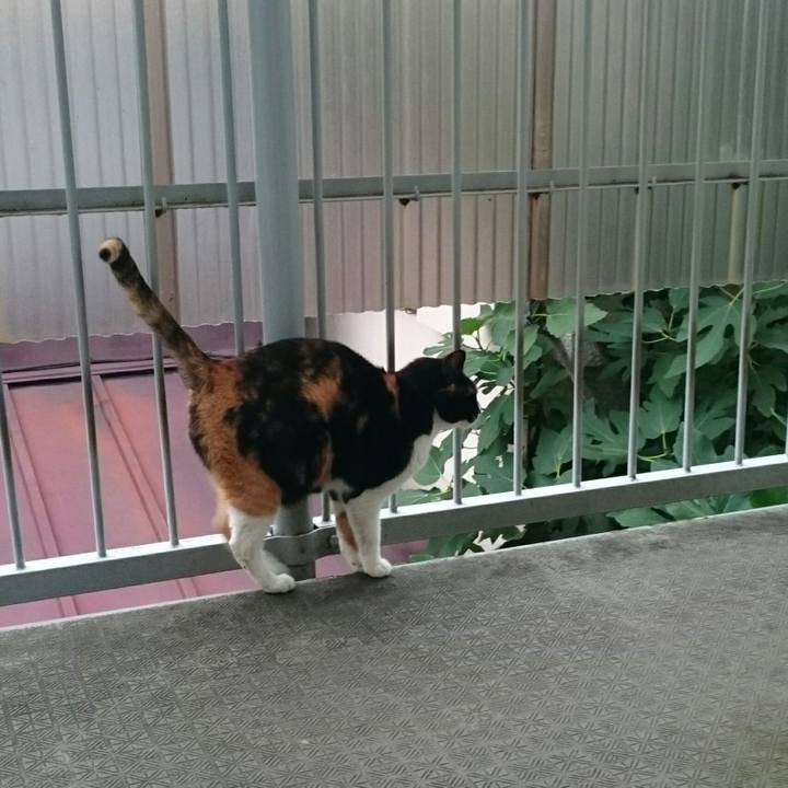 E5ef0a83 891e 4ea1 bb97 ff1553428cb6 1508794248215