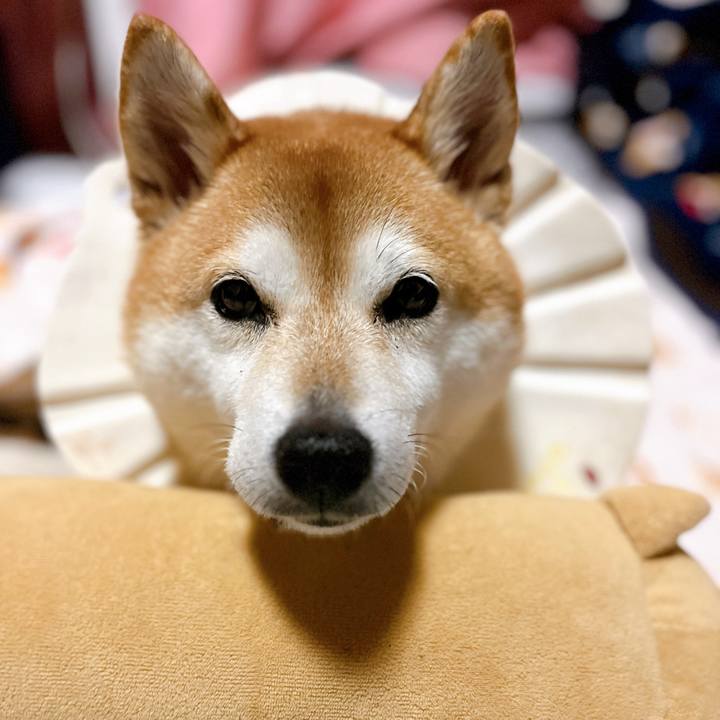 E5ef1024 731c 4baf 94cb cb8320890d1f 1703542698447