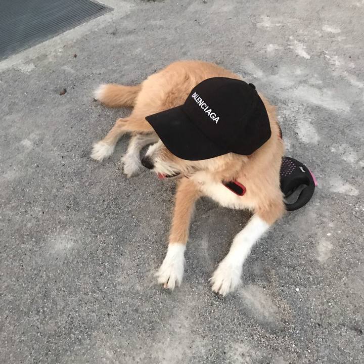 E5f0d0f0 d828 486a 9db9 220c5ec65b30 1532483666768