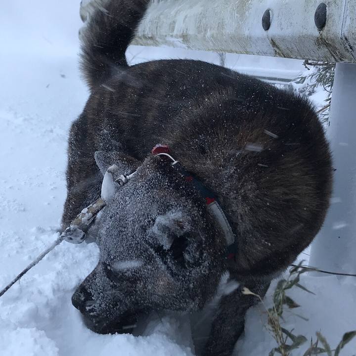 E5f23a63 ce94 479f b8af e1b04eb1cf91 1516920835107