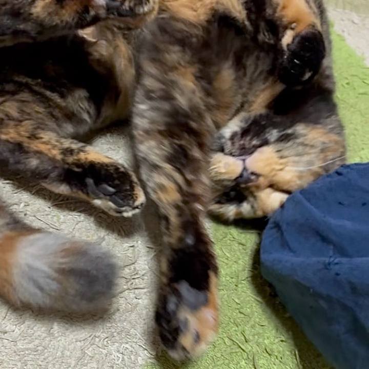 E5f37345 3b0b 4851 8a46 a3f53bb698ab 1763237033466