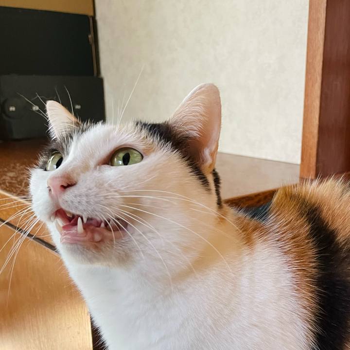 E6002645 8683 4610 acea de3096eb773d 1635648585212