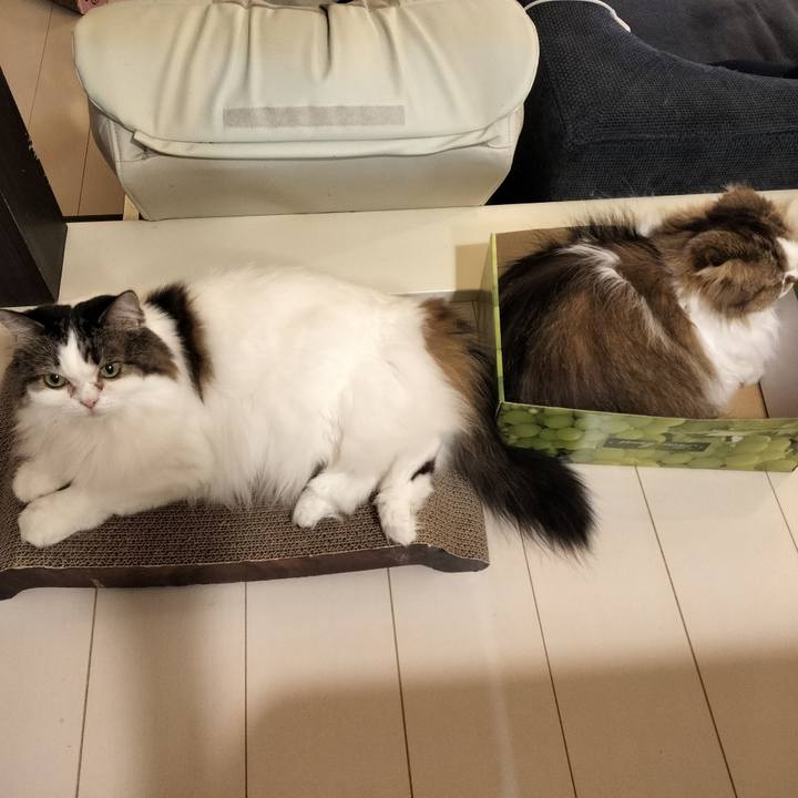 E602abc1 4531 49d5 bc95 e6c901699372 1760440539694