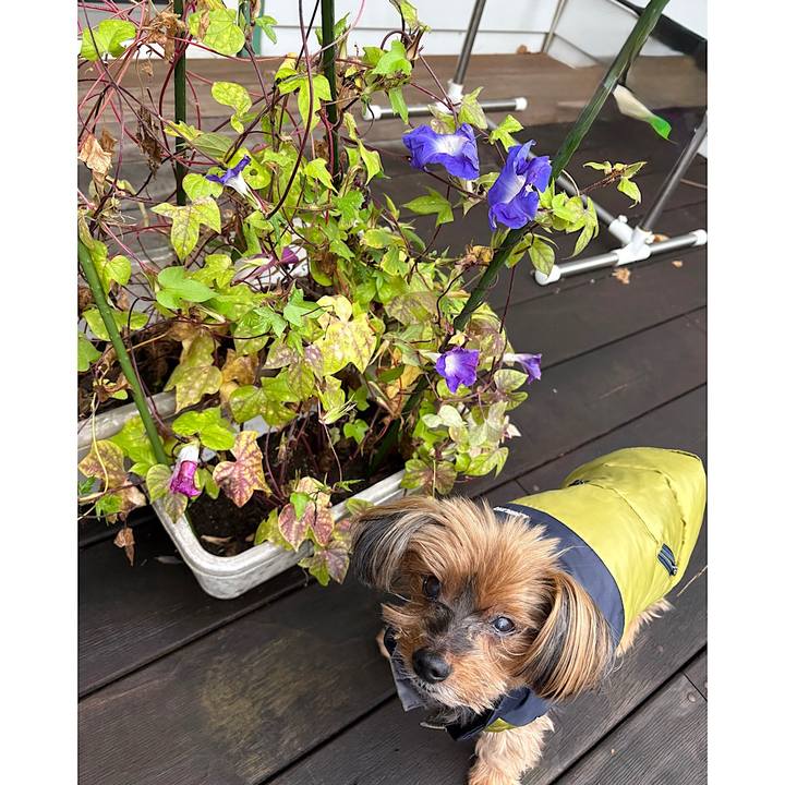 E6055ab8 11e9 4dfd 98ab 221f1786d4f0 1760564742536