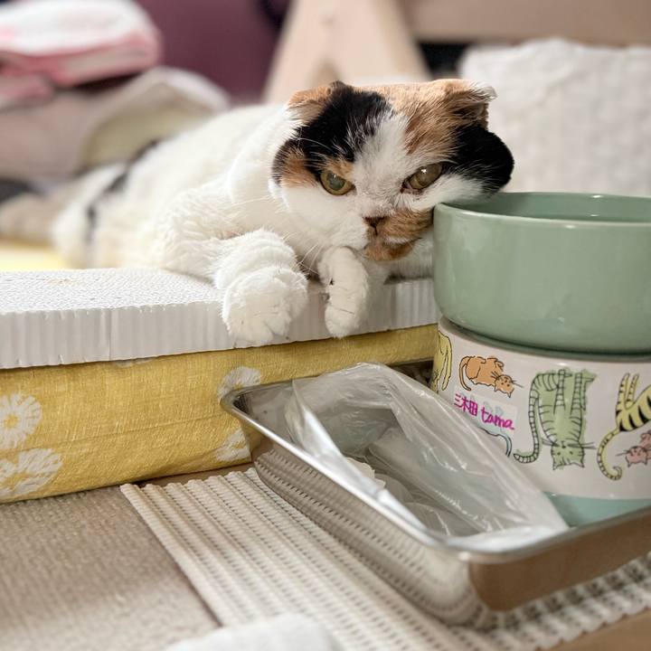 E606fa7e af19 4bc3 8b50 0bc804e711a9 1765226087784