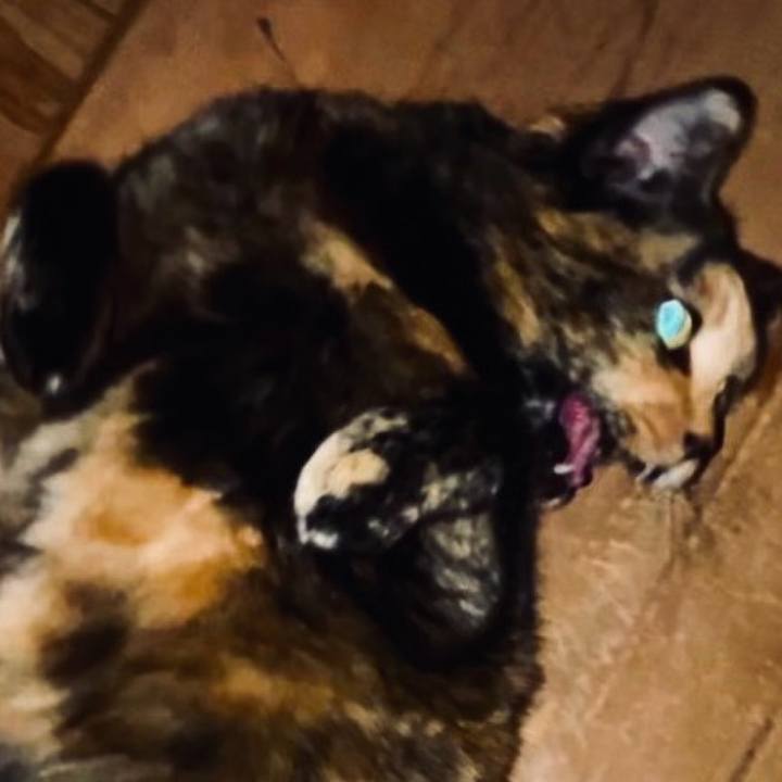 E6097414 e4a8 4036 b9fc 84903f3ae95b 1735155923587