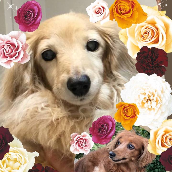 E60a4223 2501 46f1 9051 372815aede59 1538373130551