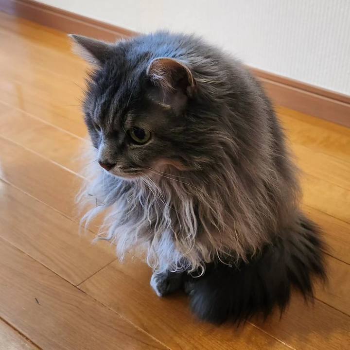 E60bce6d 2421 416a ad39 2fed9ac0fc8f 1706615855642