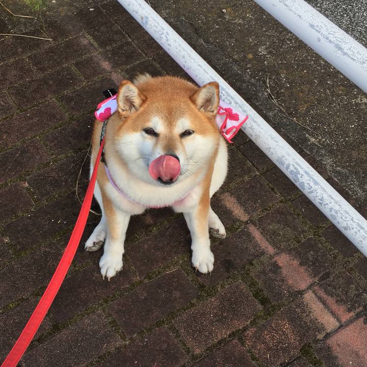 E60d488f 0a12 4844 913c 99157e96a793 1596268483772