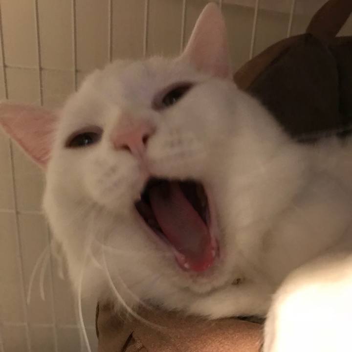 E60f7423 b296 45bb a7b3 4a328f7395fb 1517919075178