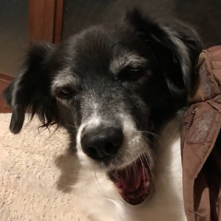 E6129ede 521f 4fb3 86b2 b2fef209dcb6 1511697847060