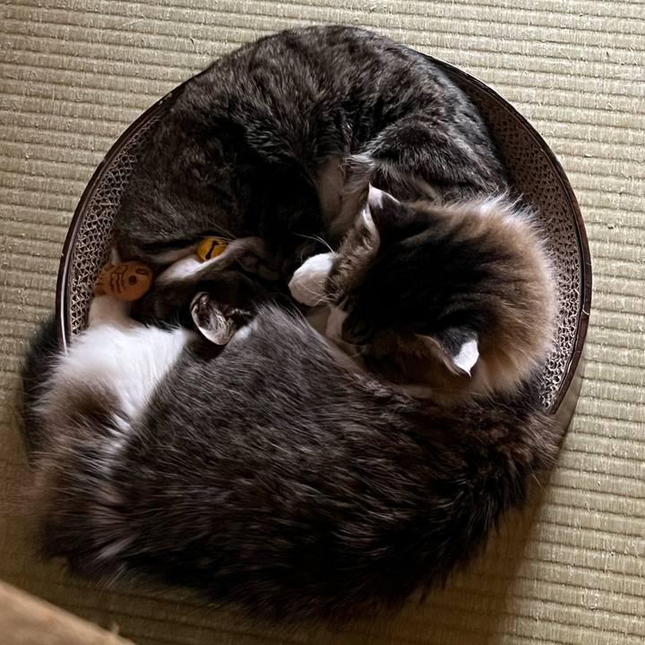 E6141c61 d1fe 4e04 a83e a34392c3187f 1738569316261