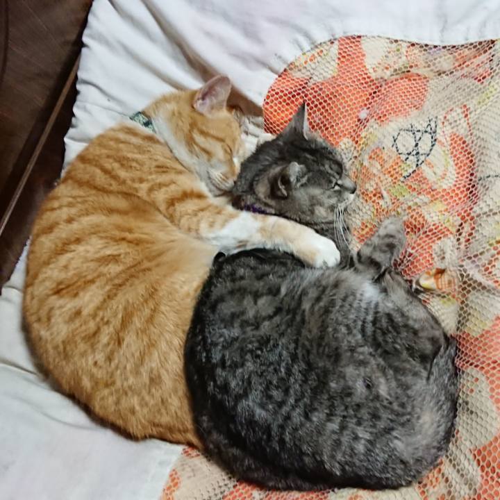 E617a4bd 046e 40ed a003 b6386a339e39 1585485986650