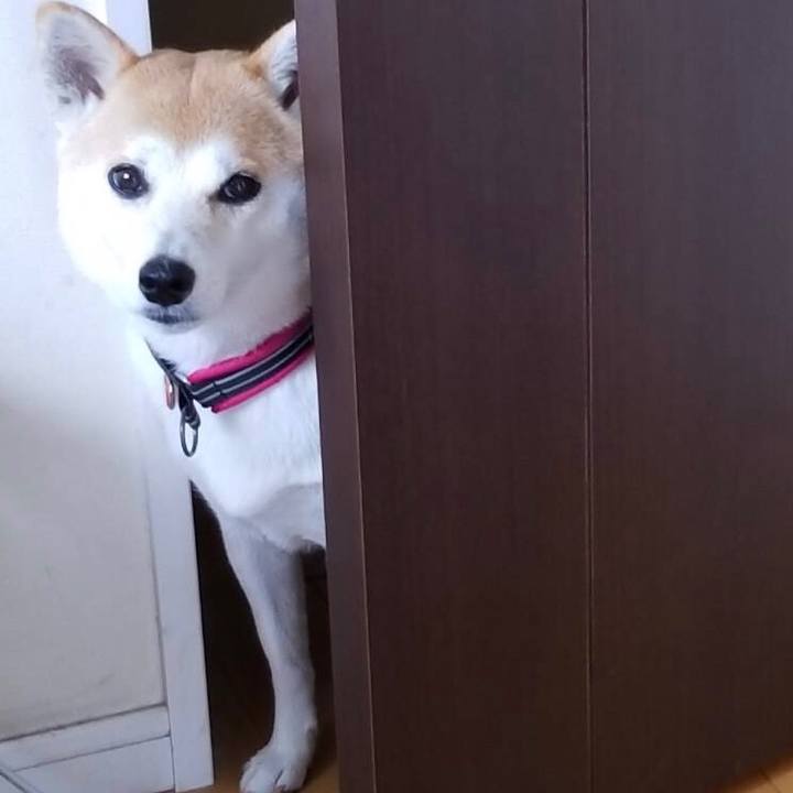 E61e868c 0b62 4cc0 a36e b660c8041e2e 1542794527095