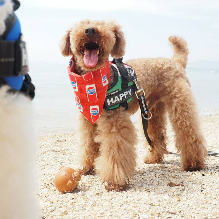 E6212c73 5180 45ff b2e0 d513a0aab6b3 1526220970366