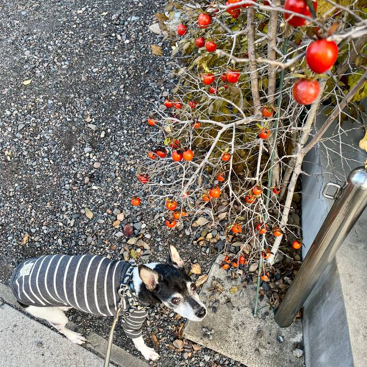 E6239796 c7a6 4126 a410 a626a7e012ce 1639354201856