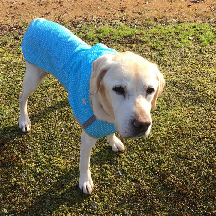 E623d686 1900 4b07 92f4 e62af3995a96 1547128026776