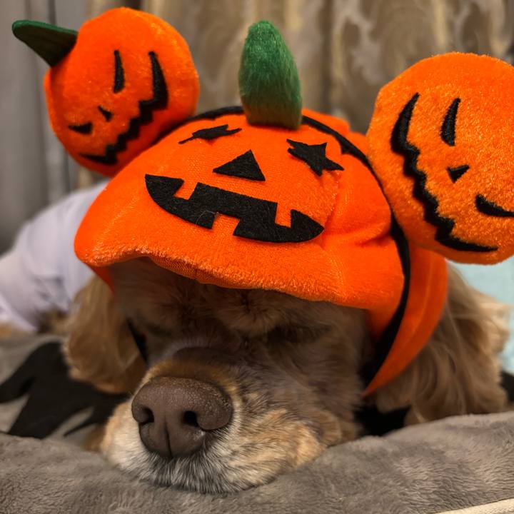 E6254a23 8427 470d 92a0 b28df59b0605 1761914350918