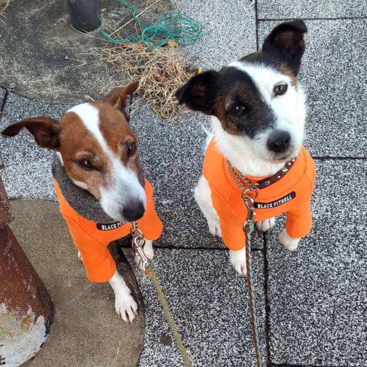 E6274d33 74e2 44ba 84a0 744fa5640831 1737849924647