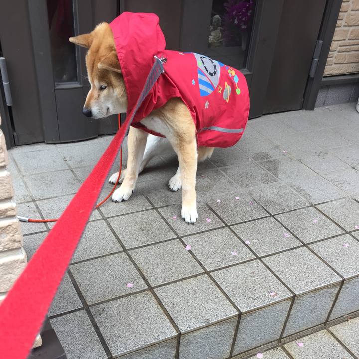 E6283b7f b62b 418b b8a3 b091c6399af8 1521536062125