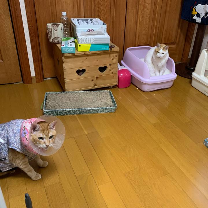 E6297e6b 6d12 413f 9930 b5709cb019fa 1621628903222