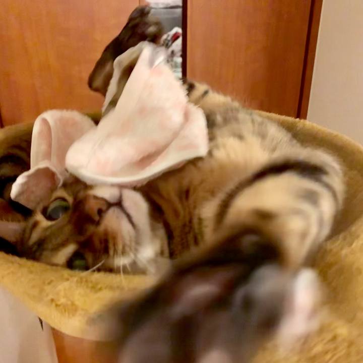 E62f11ff 297e 4355 8210 aa8dac4cf7ea 1562290421854