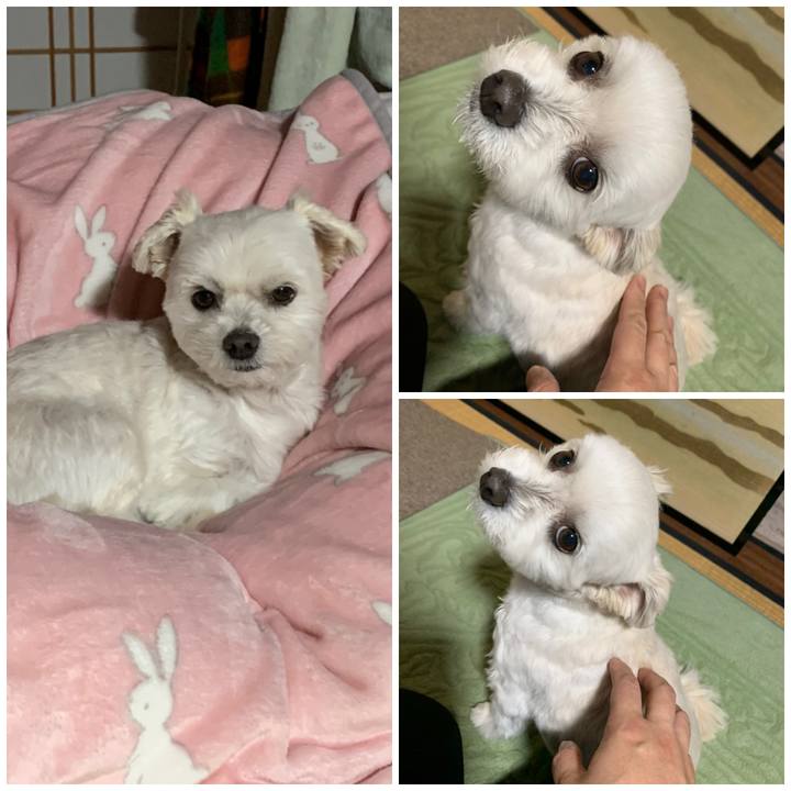 E63060e2 048d 41bc ae4e d3fee5fb65b9 1574592462835