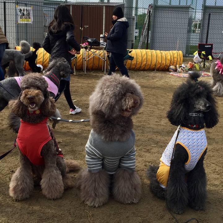 E630a8eb 672c 4f76 9996 a1588af6389d 1511685995836