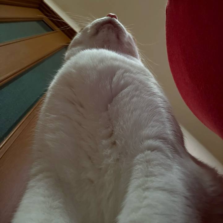 E6336474 56e8 4207 847a d2d2cca0c483 1763895573828