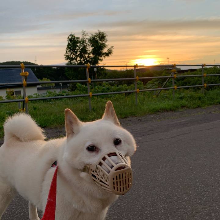 E6393f75 58d5 46ec b3ba bdd4f64a836b 1597351149778