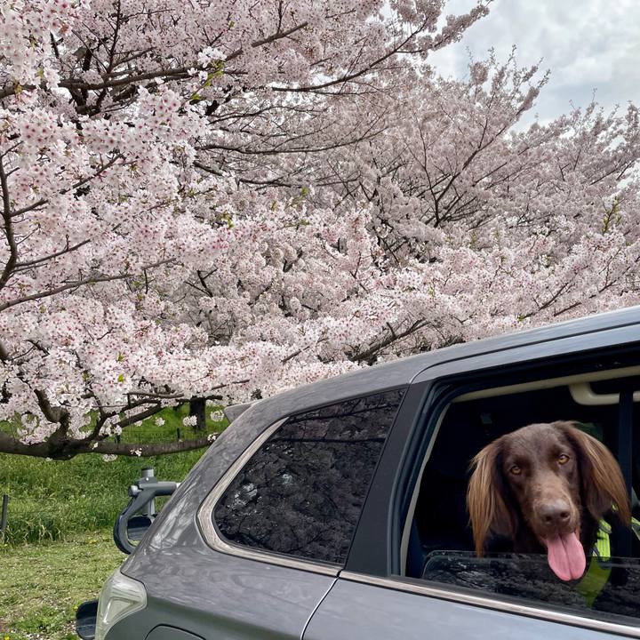 E639b2e0 a99e 4dec b518 c7de7d222e33 1617252899521