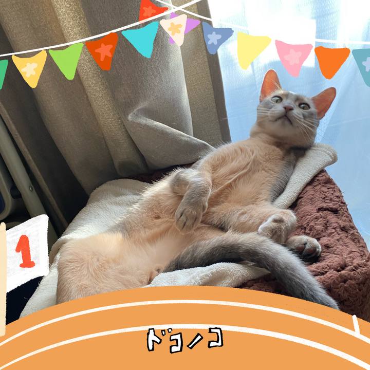 E63a34f1 b74d 4dea 840e 708fcfb80a39 1761530288283