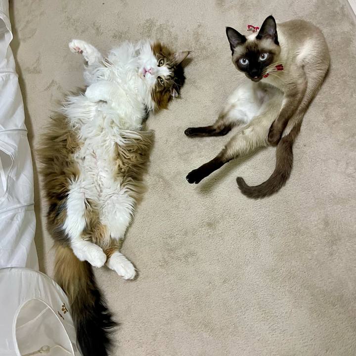 E63e7015 67ae 4af0 bba0 7572d7b4722d 1711396071636