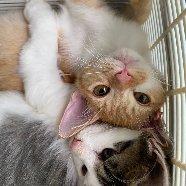 E63fe1c5 4cce 4ed9 a0e6 5e9062de72f4 1633047278738