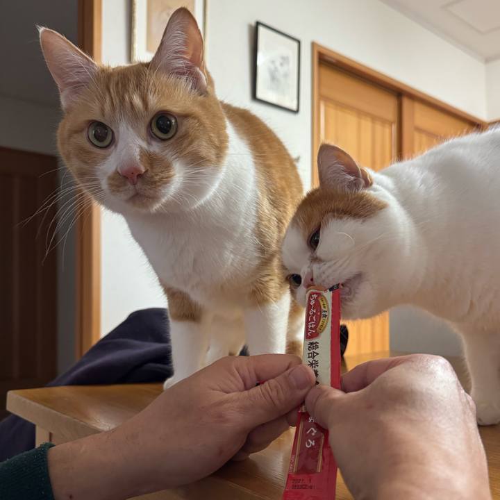 E640d0cc db12 4414 b9f7 67405de71dde 1768963567498