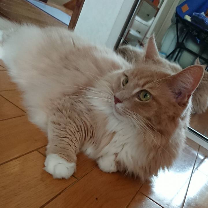 E644ae28 c1c3 4c8d bb3c 04b1ac0611b3 1537163196063